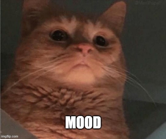 Mood | MOOD | image tagged in cat,cats,mood,current mood | made w/ Imgflip meme maker
