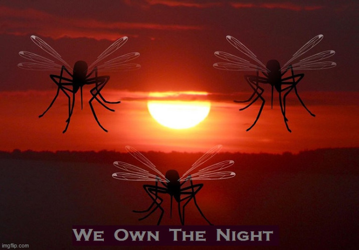 image tagged in sunset,mosquitoe,night | made w/ Imgflip meme maker