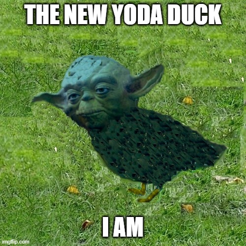 Yoda You | THE NEW YODA DUCK; I AM | image tagged in new yoda duck | made w/ Imgflip meme maker