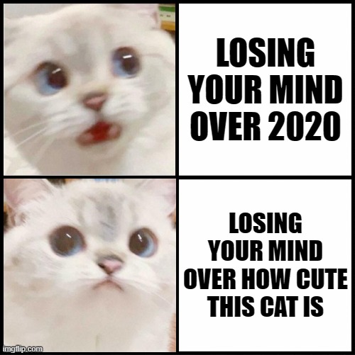 cute white cat template | LOSING YOUR MIND OVER 2020; LOSING YOUR MIND OVER HOW CUTE THIS CAT IS | image tagged in cute white cat template | made w/ Imgflip meme maker