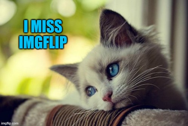Too bad it's gone down the toilet. |  I MISS IMGFLIP | image tagged in memes,first world problems cat,nixieknox | made w/ Imgflip meme maker