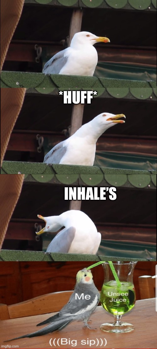 Inhaling Seagull | *HUFF*; INHALE’S | image tagged in memes,inhaling seagull,can't unsee,juice,crossover,big sip | made w/ Imgflip meme maker