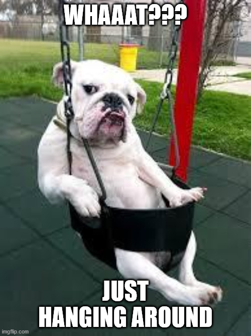 JUST HANGING AROUND | WHAAAT??? JUST HANGING AROUND | image tagged in dogs | made w/ Imgflip meme maker