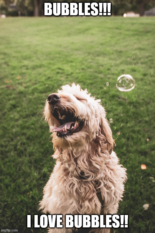 BUBBLES | BUBBLES!!! I LOVE BUBBLES!! | image tagged in dogs | made w/ Imgflip meme maker