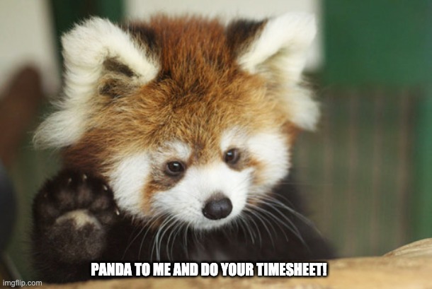 Panda timesheet reminder | PANDA TO ME AND DO YOUR TIMESHEET! | image tagged in panda timesheet reminder,cute red panda,timesheet reminder,meme,funny,cute | made w/ Imgflip meme maker