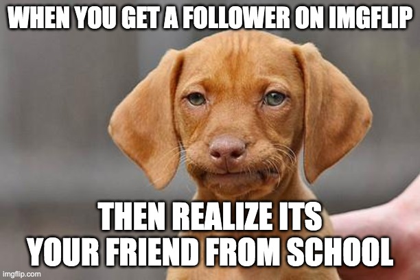 Dissapointed puppy | WHEN YOU GET A FOLLOWER ON IMGFLIP; THEN REALIZE ITS YOUR FRIEND FROM SCHOOL | image tagged in dissapointed puppy | made w/ Imgflip meme maker
