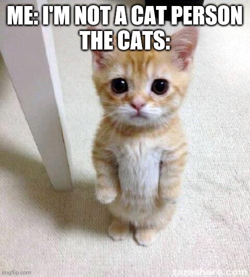 Cute Cat | ME: I'M NOT A CAT PERSON
THE CATS: | image tagged in memes,cute cat | made w/ Imgflip meme maker
