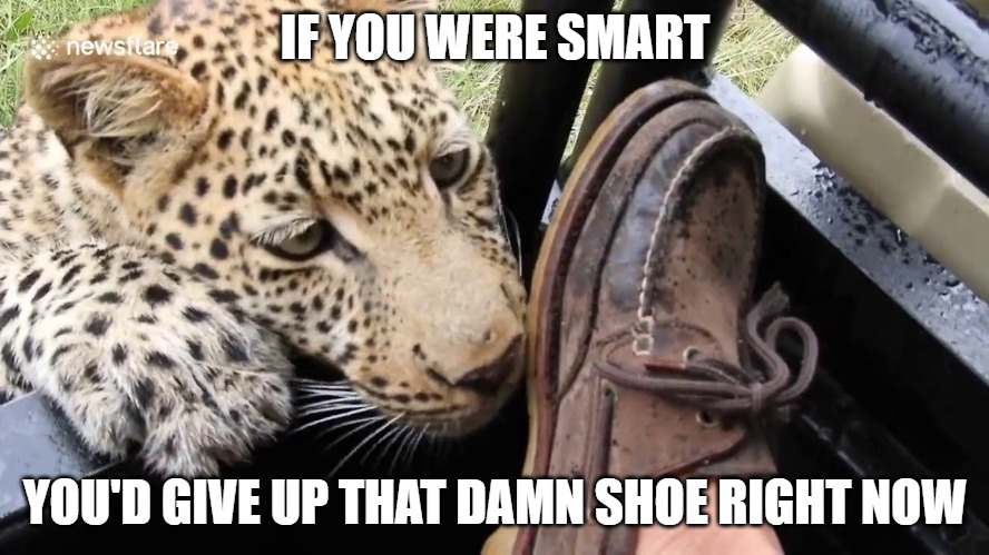 I used to wear those shoes | IF YOU WERE SMART; YOU'D GIVE UP THAT DAMN SHOE RIGHT NOW | image tagged in leopards,cats,shoes,memes,fun,funny | made w/ Imgflip meme maker