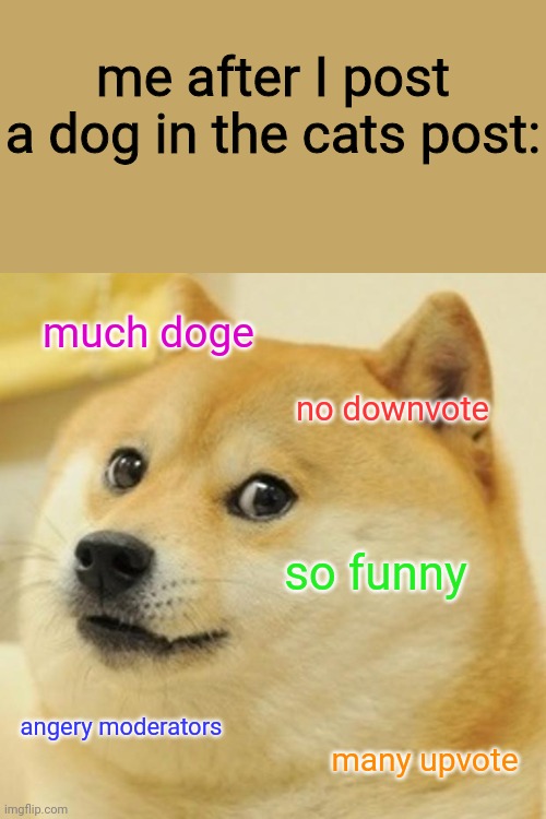 a dog In the cats post? | me after I post a dog in the cats post:; much doge; no downvote; so funny; angery moderators; many upvote | image tagged in memes,doge,a dog in the cats post,stop reading the tags,funny meme | made w/ Imgflip meme maker