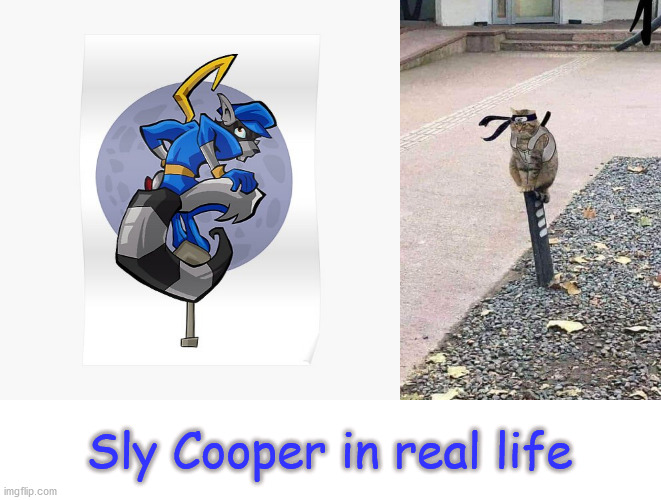 Sly Cooper in real life | Sly Cooper in real life | image tagged in sly cooper | made w/ Imgflip meme maker