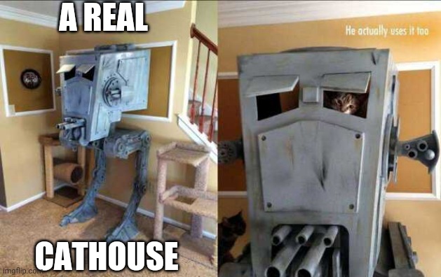"BRING IT ON DOG" | A REAL; CATHOUSE | image tagged in cats,funny cats,star wars | made w/ Imgflip meme maker