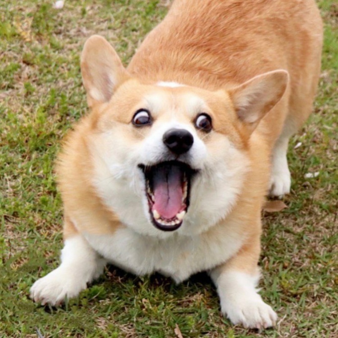 High Quality Gensaku The Corgi Blank Meme Template