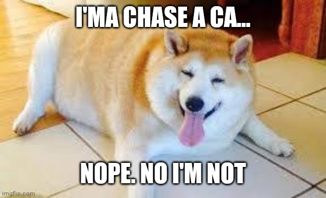 Thicc Doggo | I'MA CHASE A CA... NOPE. NO I'M NOT | image tagged in thicc doggo | made w/ Imgflip meme maker
