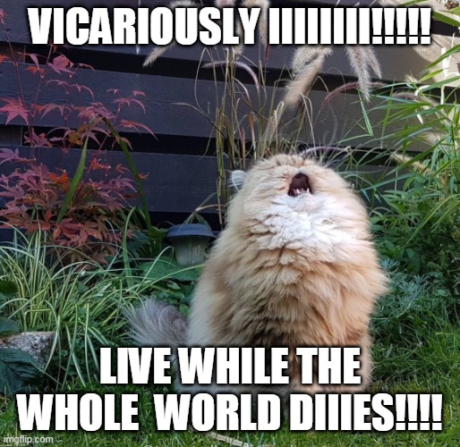 Tool Cat | VICARIOUSLY IIIIIIII!!!!! LIVE WHILE THE WHOLE  WORLD DIIIES!!!! | image tagged in singing cat | made w/ Imgflip meme maker