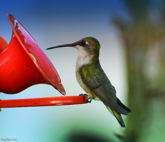 humming bird | image tagged in bird,kewlew,nikon | made w/ Imgflip meme maker