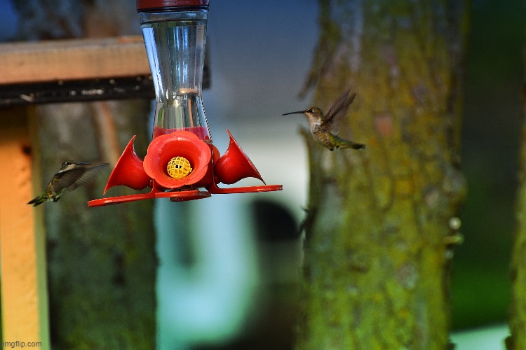 dual landing | image tagged in hummingbirds,feeder | made w/ Imgflip meme maker