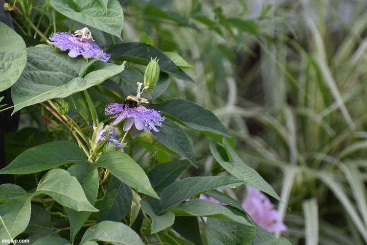 two passion flowers and a bumble bee | image tagged in passion flowers,bumble bee | made w/ Imgflip meme maker