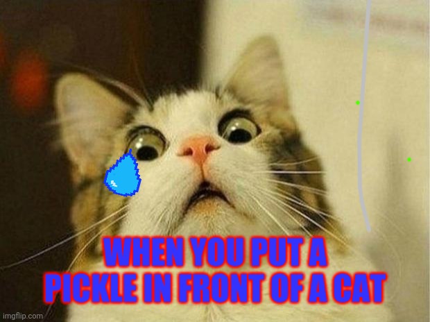 Cat VS pickle. | WHEN YOU PUT A PICKLE IN FRONT OF A CAT | image tagged in memes,scared cat | made w/ Imgflip meme maker