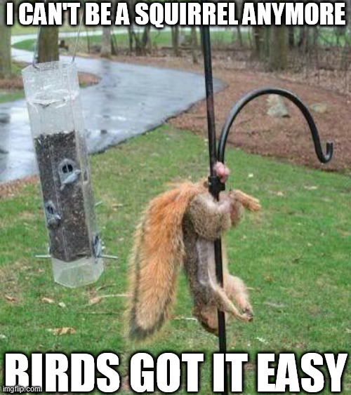 I CAN'T BE A SQUIRREL ANYMORE BIRDS GOT IT EASY | made w/ Imgflip meme maker