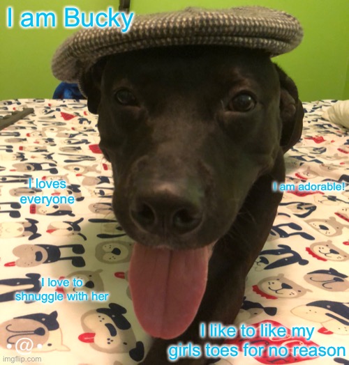 Please use this template for Bucky Boo. | I am Bucky; I am adorable! I loves everyone; I love to shnuggle with her; I like to like my girls toes for no reason | image tagged in i lubs you and im also a good photo model | made w/ Imgflip meme maker