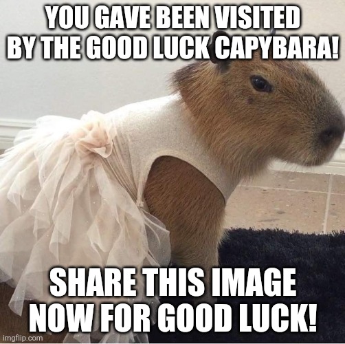 YOU GAVE BEEN VISITED BY THE GOOD LUCK CAPYBARA! SHARE THIS IMAGE NOW FOR GOOD LUCK! | made w/ Imgflip meme maker