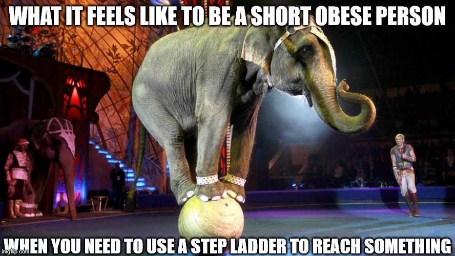 So relatable it hurts | WHAT IT FEELS LIKE TO BE A SHORT OBESE PERSON; WHEN YOU NEED TO USE A STEP LADDER TO REACH SOMETHING | image tagged in elephant,circus,short,obese,problems | made w/ Imgflip meme maker
