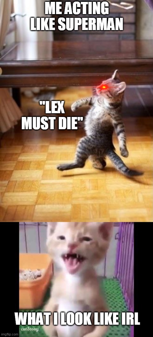 ME ACTING LIKE SUPERMAN; "LEX MUST DIE"; WHAT I LOOK LIKE IRL | image tagged in memes,cool cat stroll | made w/ Imgflip meme maker
