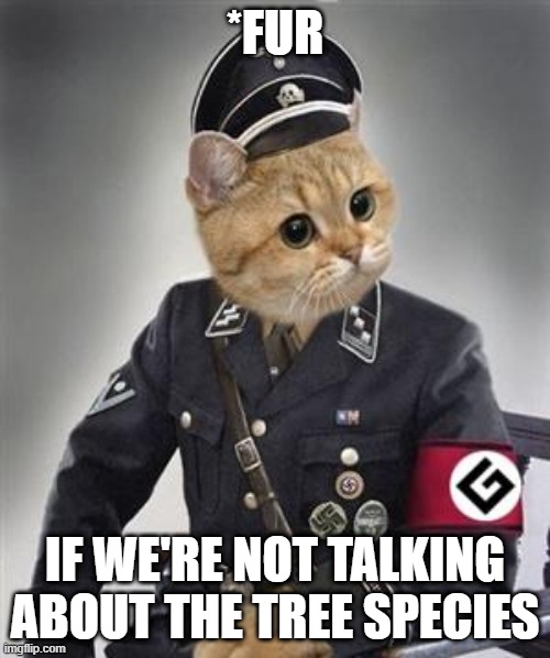 Grammar Nazi Cat | *FUR; IF WE'RE NOT TALKING ABOUT THE TREE SPECIES | image tagged in grammar nazi cat | made w/ Imgflip meme maker