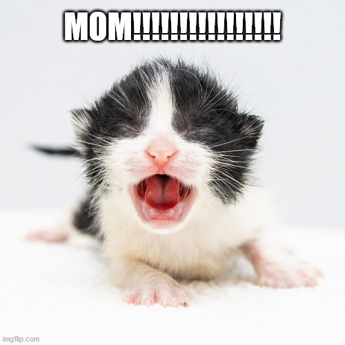 Mom! | MOM!!!!!!!!!!!!!!!! | image tagged in kitten,cats | made w/ Imgflip meme maker