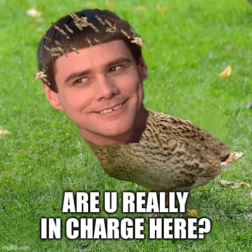 You | ARE U REALLY IN CHARGE HERE? | image tagged in jim carreduck | made w/ Imgflip meme maker