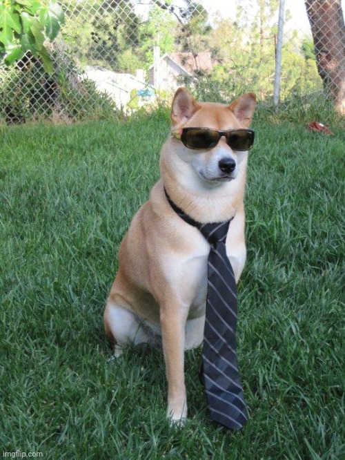 Business doge | image tagged in business doge | made w/ Imgflip meme maker