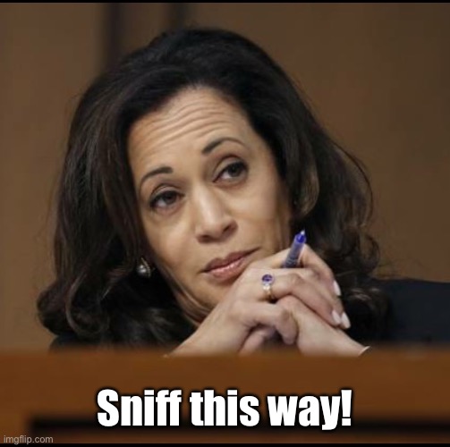 Kamala Harris  | Sniff this way! | image tagged in kamala harris | made w/ Imgflip meme maker