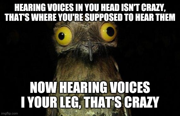 Weird Stuff I Do Potoo | HEARING VOICES IN YOU HEAD ISN'T CRAZY, THAT'S WHERE YOU'RE SUPPOSED TO HEAR THEM; NOW HEARING VOICES I YOUR LEG, THAT'S CRAZY | image tagged in memes,weird stuff i do potoo | made w/ Imgflip meme maker