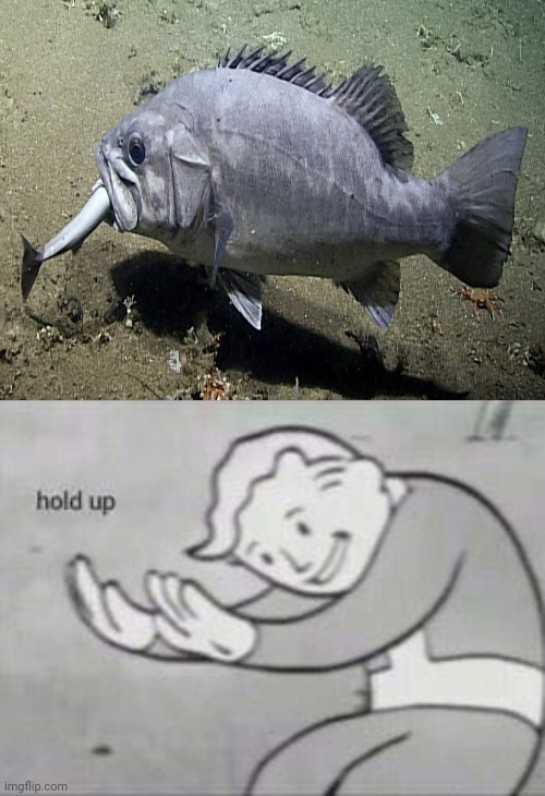 Cannibalism: A fish eating a fish | image tagged in fallout hold up,fish,cannibalism,memes,funny,hold up | made w/ Imgflip meme maker