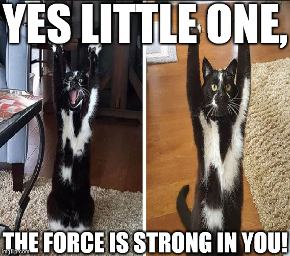 YES LITTLE ONE, THE FORCE IS STRONG IN YOU! | made w/ Imgflip meme maker