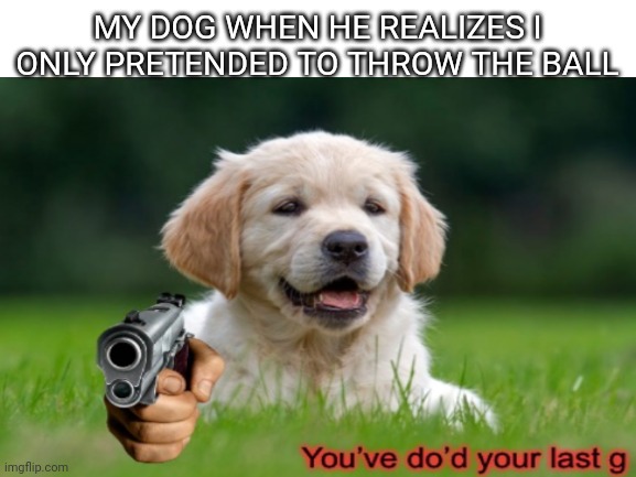 We've been tricked we've been backstabbed and we've been quite possibly bamboozled | MY DOG WHEN HE REALIZES I ONLY PRETENDED TO THROW THE BALL | image tagged in memes,funny,dog | made w/ Imgflip meme maker