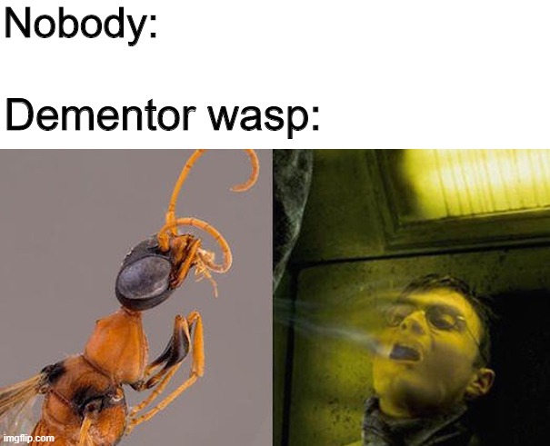 Nobody:; Dementor wasp: | image tagged in dementor wasp | made w/ Imgflip meme maker