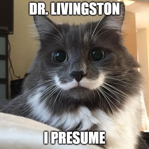 Nice to make your acquaintance | DR. LIVINGSTON; I PRESUME | image tagged in cats,memes,fun,funny,funny memes,2020 | made w/ Imgflip meme maker