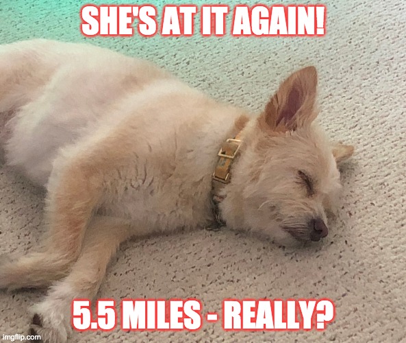 Exhausted! | SHE'S AT IT AGAIN! 5.5 MILES - REALLY? | image tagged in she's at it again | made w/ Imgflip meme maker
