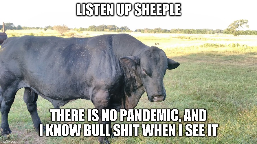 LISTEN UP SHEEPLE | LISTEN UP SHEEPLE; THERE IS NO PANDEMIC, AND I KNOW BULL SHIT WHEN I SEE IT | image tagged in scam,scammers | made w/ Imgflip meme maker