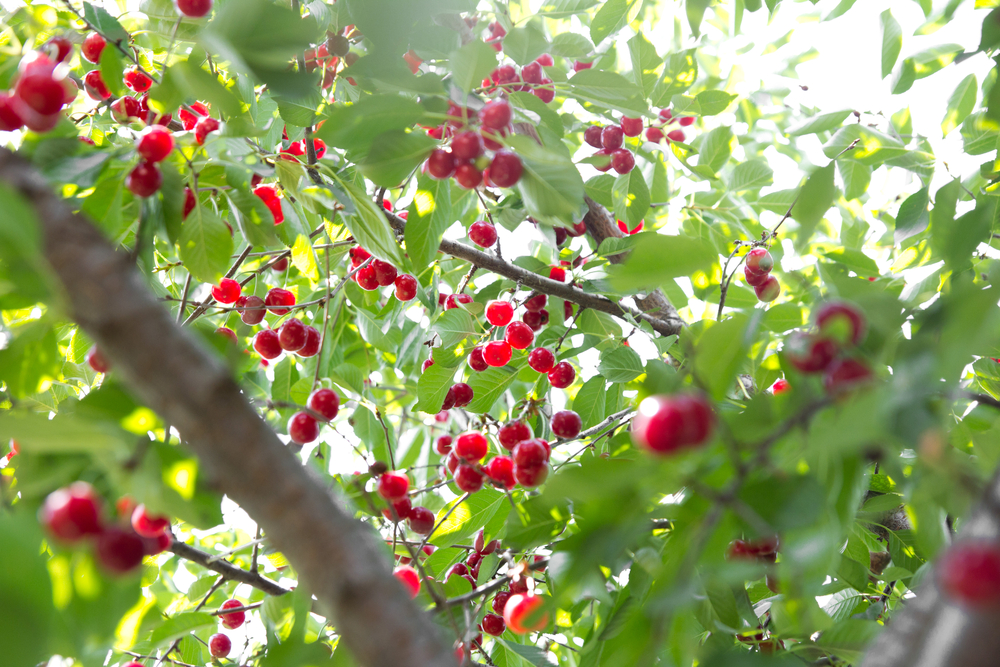 Cherry Tree Blank Meme Template