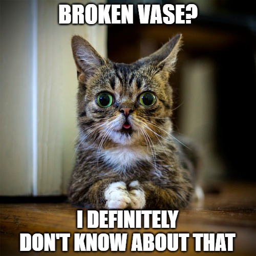 Not me | BROKEN VASE? I DEFINITELY
DON'T KNOW ABOUT THAT | image tagged in cats,memes,fun,funny,funny memes,2020 | made w/ Imgflip meme maker