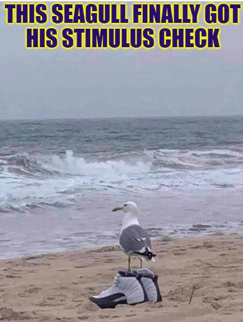 It finally arrived! | THIS SEAGULL FINALLY GOT
HIS STIMULUS CHECK | image tagged in vince vance,seagull,nike,running shoes,stimulus,check | made w/ Imgflip meme maker