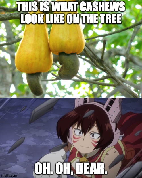 I'm Just Playin', Cashews, You Know I Enjoy You In Moderation | THIS IS WHAT CASHEWS LOOK LIKE ON THE TREE; OH. OH, DEAR. | image tagged in scared mandalay,my hero academia,nuts | made w/ Imgflip meme maker