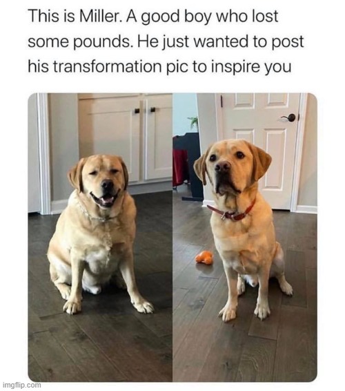 dawwwww (repost) | image tagged in dogs,transformation,weight loss,exercise,dog,wholesome | made w/ Imgflip meme maker
