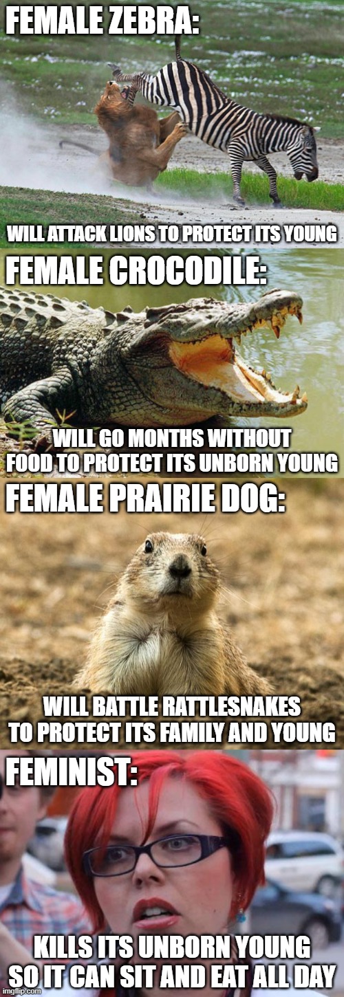 From women to feminists: You stopped representing us when rodents started looking down on you. |  FEMALE ZEBRA:; WILL ATTACK LIONS TO PROTECT ITS YOUNG; FEMALE CROCODILE:; WILL GO MONTHS WITHOUT FOOD TO PROTECT ITS UNBORN YOUNG; FEMALE PRAIRIE DOG:; WILL BATTLE RATTLESNAKES TO PROTECT ITS FAMILY AND YOUNG; FEMINIST:; KILLS ITS UNBORN YOUNG SO IT CAN SIT AND EAT ALL DAY | image tagged in prairie dog,zebra kicks lion,feminazi,crocodile,pro life,abortion is murder | made w/ Imgflip meme maker