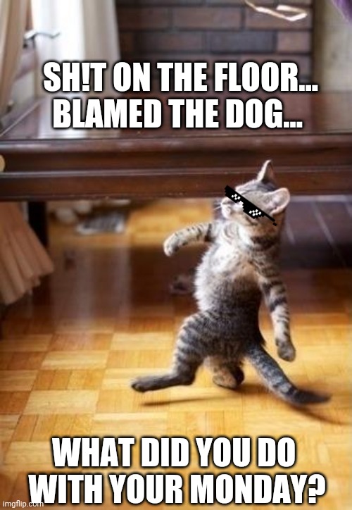 Cool Cat Stroll | SH!T ON THE FLOOR...
BLAMED THE DOG... WHAT DID YOU DO 
WITH YOUR MONDAY? | image tagged in memes,cool cat stroll | made w/ Imgflip meme maker