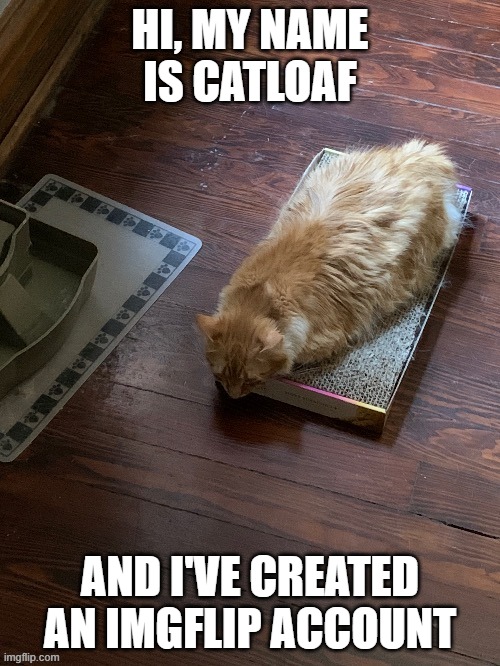 I look forward to meeting you all!!! | HI, MY NAME IS CATLOAF; AND I'VE CREATED AN IMGFLIP ACCOUNT | image tagged in kylieminoguesucks | made w/ Imgflip meme maker