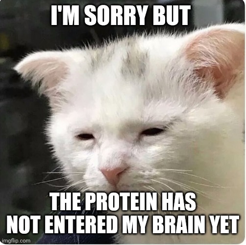 Sleepy cat | I'M SORRY BUT; THE PROTEIN HAS NOT ENTERED MY BRAIN YET | image tagged in sleepy the cat | made w/ Imgflip meme maker