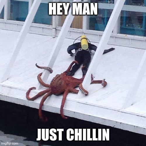 octopus | HEY MAN JUST CHILLIN | image tagged in octopus | made w/ Imgflip meme maker